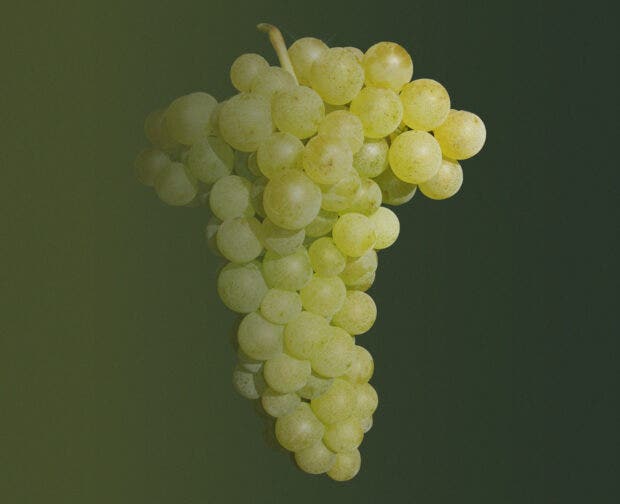 Gouais Blanc grapes on a designed background