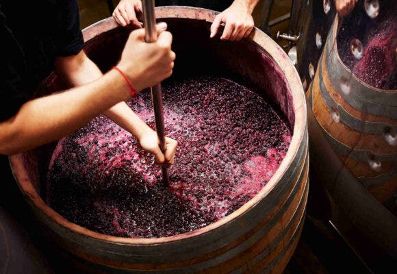 Winery workers treading red wine